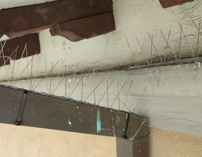 Installazione di dissuasori metallici antipiccioni su cornicione per prevenire la posa e l’accumulo di guano.