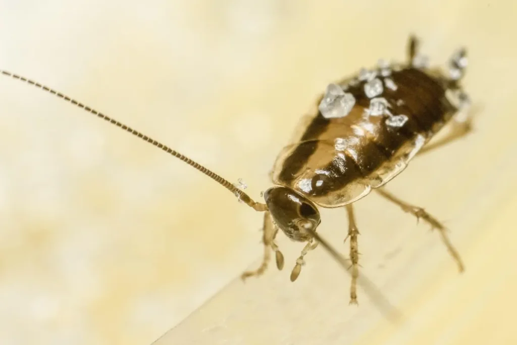 Primo piano di blatta germanica, infestante comune in cucina e bagno