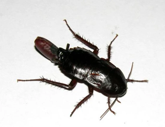 Blatta Orientalis – Femmina Adulta Con Ooteca blatta orientalis femmina adulta con ooteca scarafaggio nero in casa