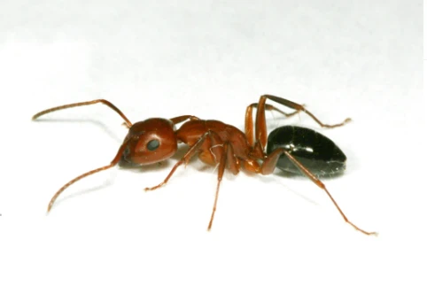 Formica carpentiera Camponotus, specie di grandi dimensioni che può nidificare nel legno di edifici e strutture