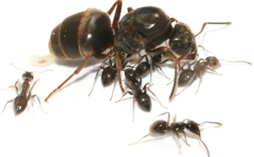 Regina e operaie di Lasius niger, la formica nera comune responsabile di infestazioni in abitazioni e giardini a Bologna