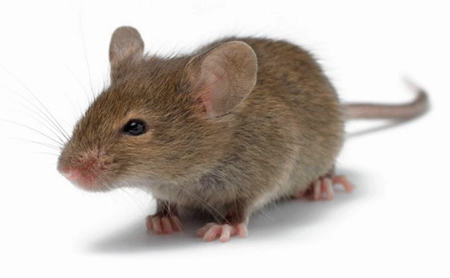 Topo domestico Mus musculus roditore comune negli edifici e nelle abitazioni