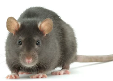 Ratto nero Rattus rattus roditore che vive in tetti e sottotetti degli edifici