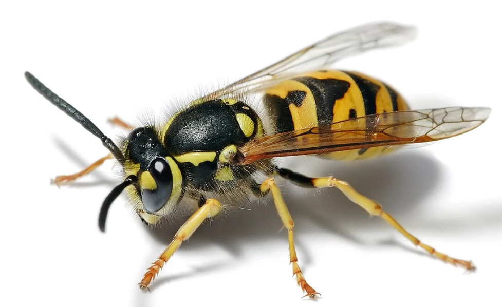 Vespa Comune (Vespula germanica) vespa comune vespula germanica specie di vespa che può costruire nidi vicino alle abitazioni