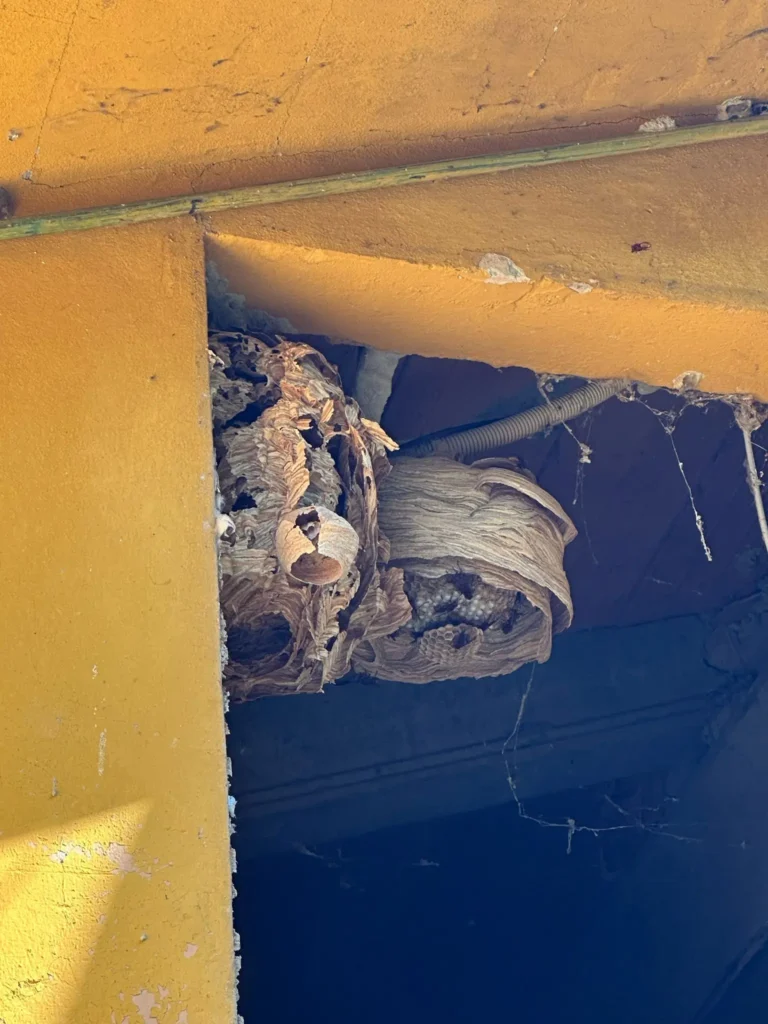 disinfestazione calabroni bologna nido sotto tetto abitazione