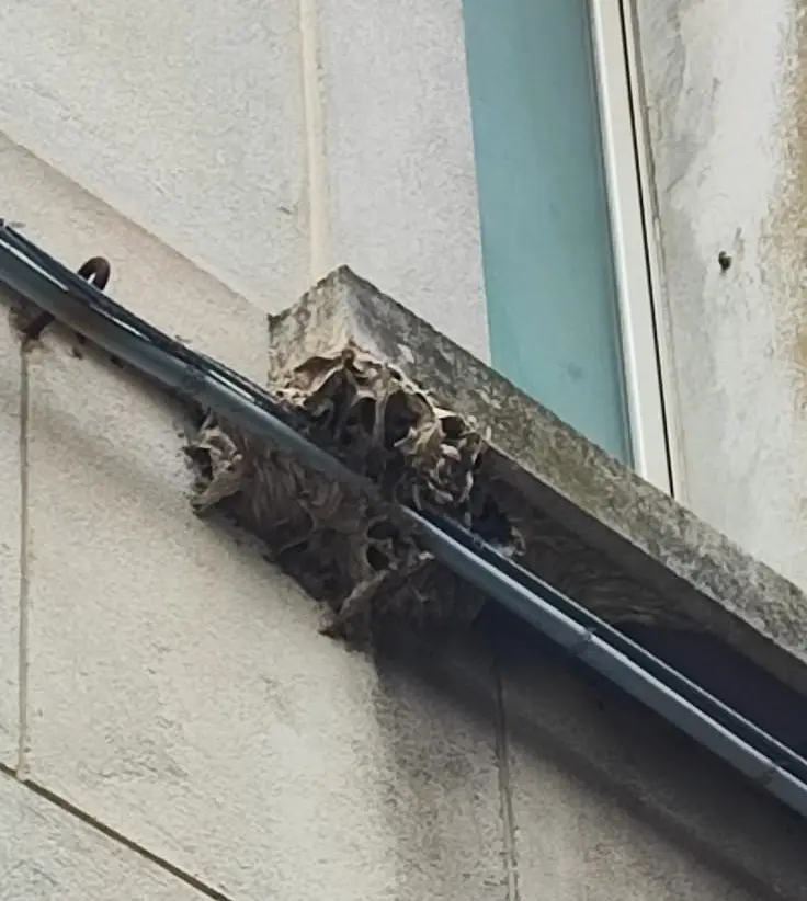 nido vespe vicino cavi elettrici Bologna