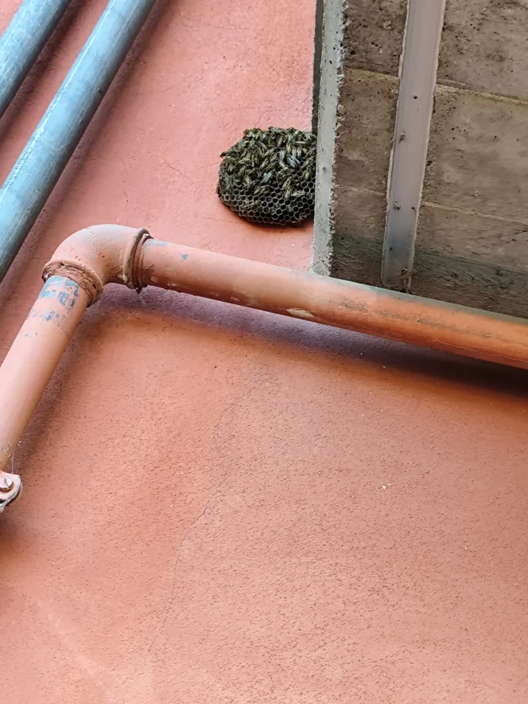 disinfestazione vespe Bologna parete esterna