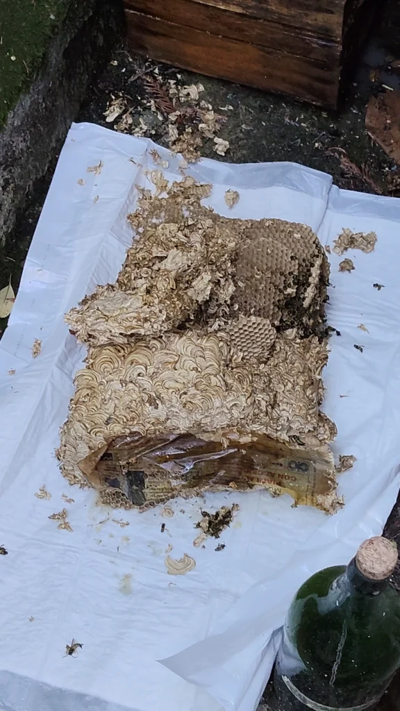 disinfestazione vespe Bologna rimozione nido